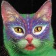Kočka barevná