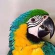 papoušek:)