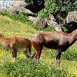 Tohle jsou mé asistentky - Jana a Dana. Občas se chovají jako krávy, i když jsou antilopy. Nechtějí spolu mluvit.