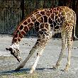 To je moje nafukovací gumová žirafa Dája. Když se svěsí do této polohy, je nutné ji dofouknout ocasní pákou. Pak se zase narovná. 
