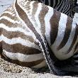 Nejen ženy, ale i zebry mohou mít přitažlivé a krásné pozadí. Po stránce designu však na ně žádná dívka nemá. Ale ve všem ostatním, to jóó !!!
