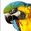 Tohohle papoucha jsem nasadil do ZOO Chleby. Má za úkol zjišťovat názory návštěvníků na politickou situaci. Zatím na mne řve pouze Ahóóój !!!