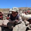 Malí strážci alpak v Andách