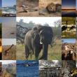Výběr z mých fotek z Jihoafrické republiky, Svazijska, Lesotha, Botswany a Zimbabwe - červenec až září 2017