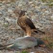 New Zealand falcon and Kereru